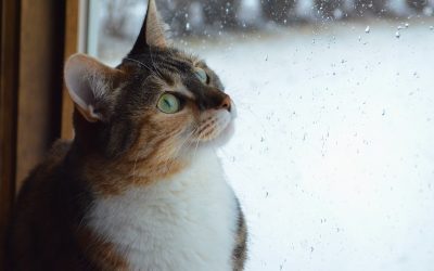 Erkältung bei Ihrer Katze