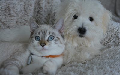 CBD Öl – Veterinäres Cannabidiol
