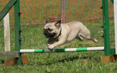 LSÜ-Twist beim Hund