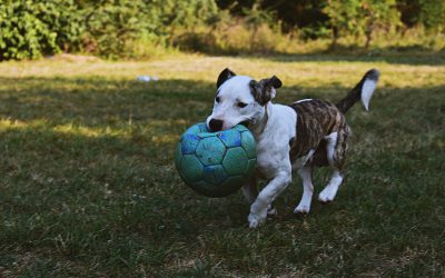 Zecken bei unseren Hunden und Katzen