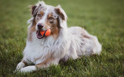 Grasmilben beim Hund