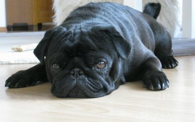 Lymphdrainage beim Hund