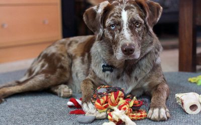 Scheinträchtigkeit bei Hunden
