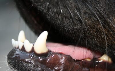 Zahnreinigung beim Hund ohne Narkose: