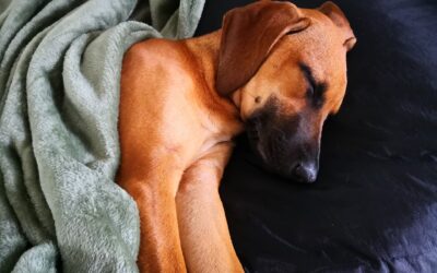 Wieviel Schlaf braucht unser Hund: